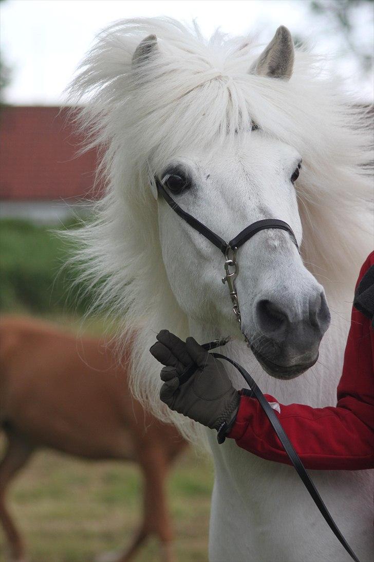 Islænder KRISSA FRA ASHØJ - så smuk som man jo nu er.. billede 5
