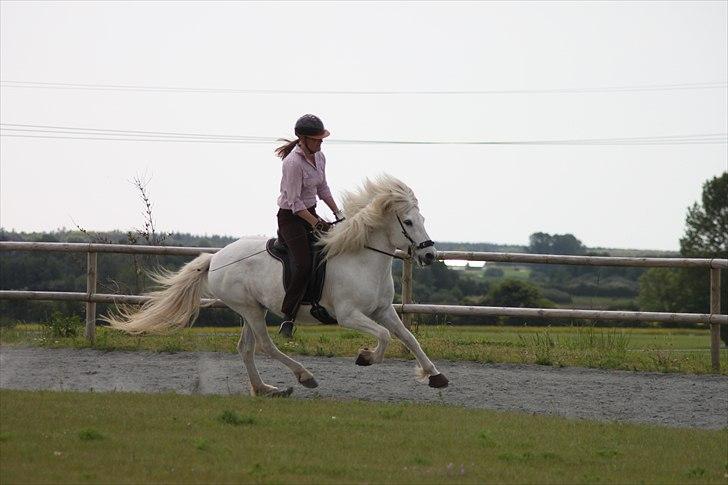 Islænder KRISSA FRA ASHØJ - Galop. :-) billede 6