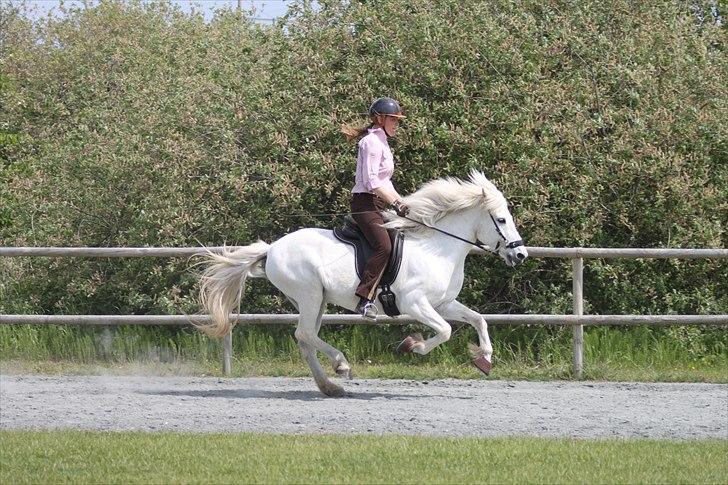 Islænder KRISSA FRA ASHØJ - galop igen. ;-D billede 7