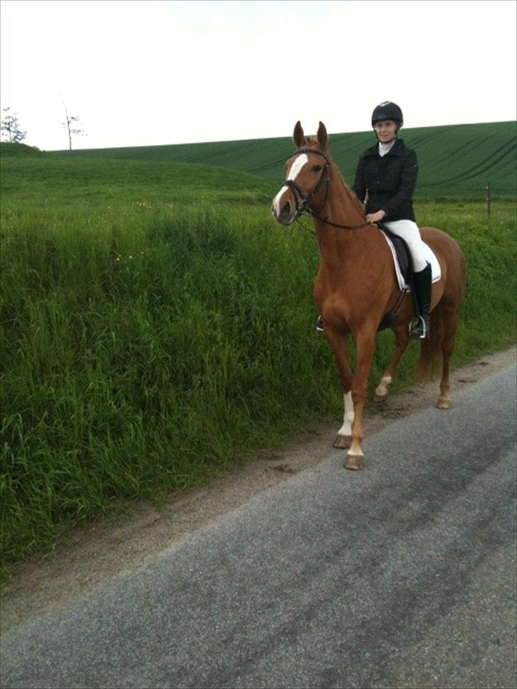 Dansk Varmblod La Marissa billede 9