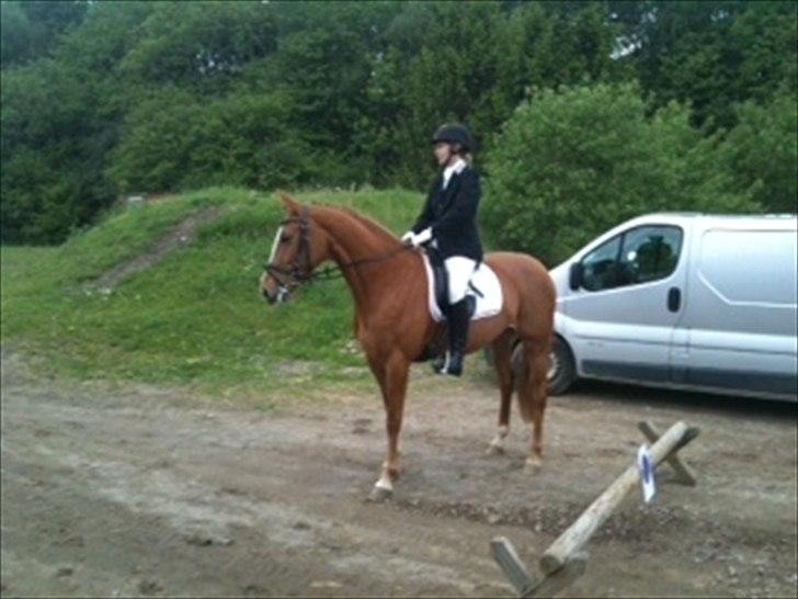 Dansk Varmblod La Marissa billede 10