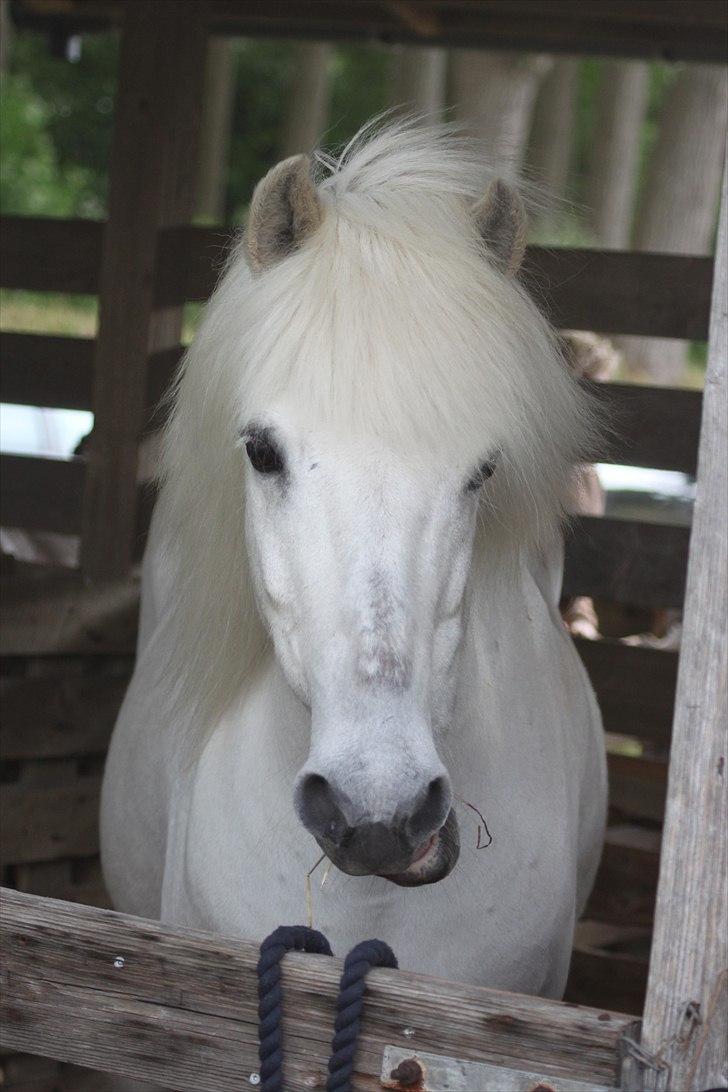 Islænder KRISSA FRA ASHØJ - i dyreskue boksen. "er der ikke en der kommer med noget mad?" :-) billede 9