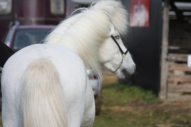 Islænder KRISSA FRA ASHØJ billede 10