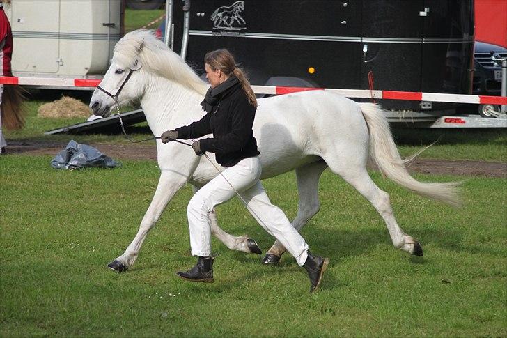 Islænder KRISSA FRA ASHØJ billede 11