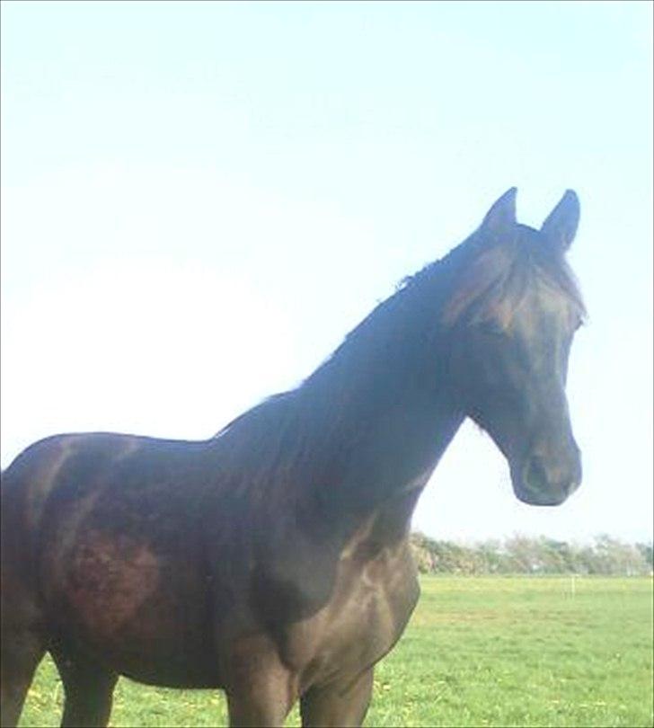 Dansk Varmblod Højbo´ Mylow  billede 8