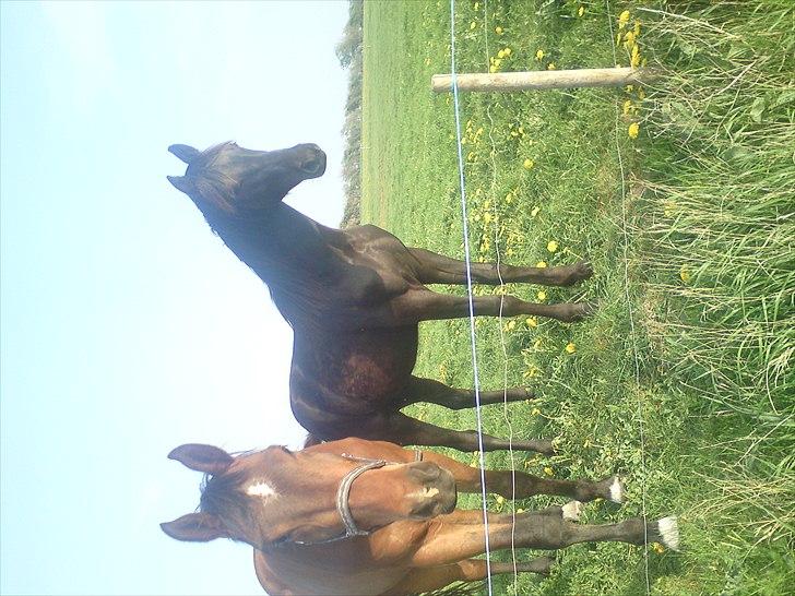 Dansk Varmblod Højbo´ Mylow  billede 9