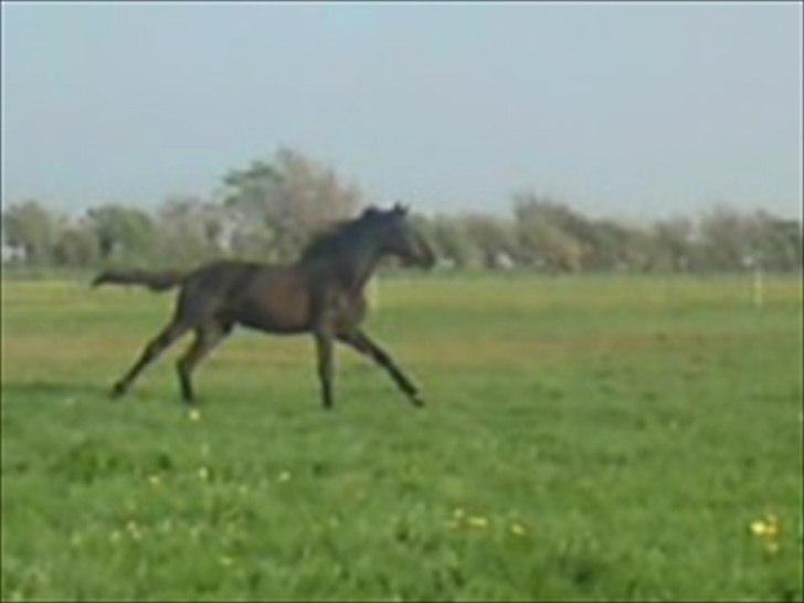 Dansk Varmblod Højbo´ Mylow  billede 10
