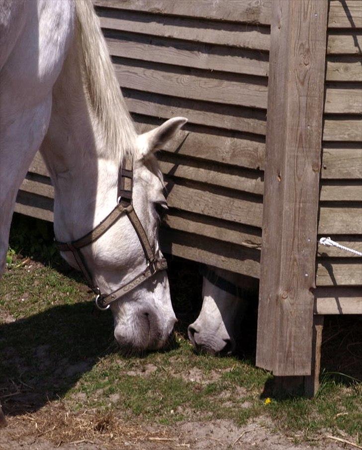 Anden særlig race Queenie* R.I.P.* billede 13