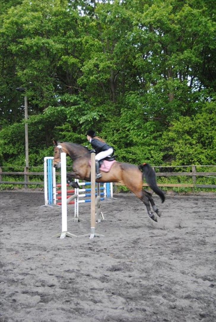 Anden særlig race Liva the Diva *R.I.P.* - Stævne på LRK 4 plads 80/90 (Jackpotspringning) billede 10