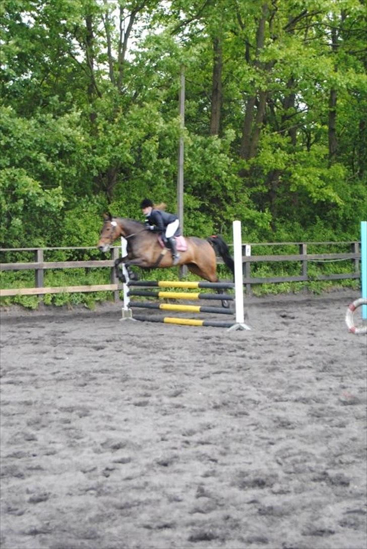 Anden særlig race Liva the Diva *R.I.P.* - Stævne på LRK 4 plads 80/90 (Jackpotspringning) billede 12