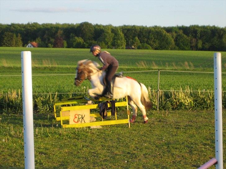 Shetlænder prinsesse - så kom vi ud at springe 60-70 billede 15
