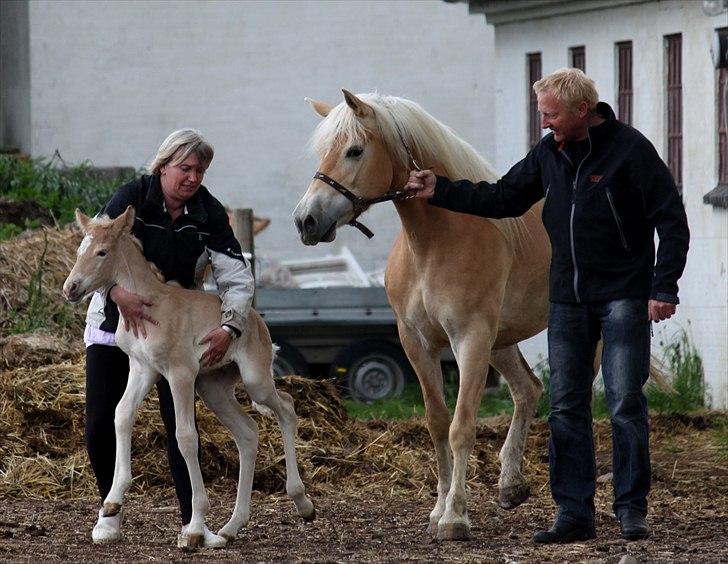 Tyroler Haflinger Himalaya af Hestehaven billede 6