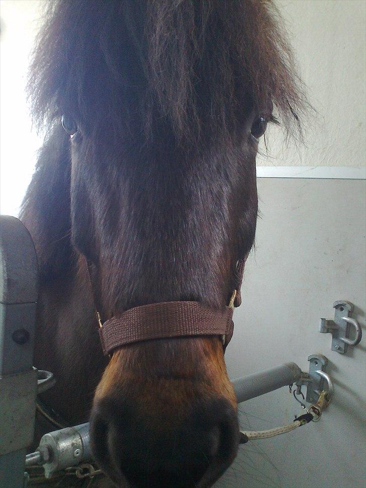 Anden særlig race Zigge Z billede 1