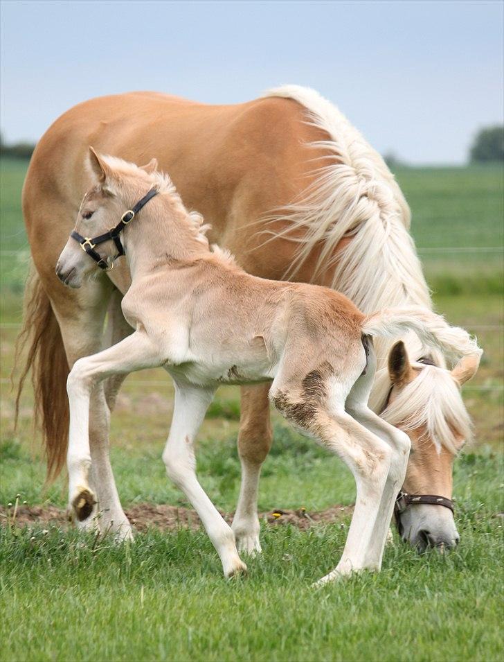 Tyroler Haflinger Himalaya af Hestehaven billede 7