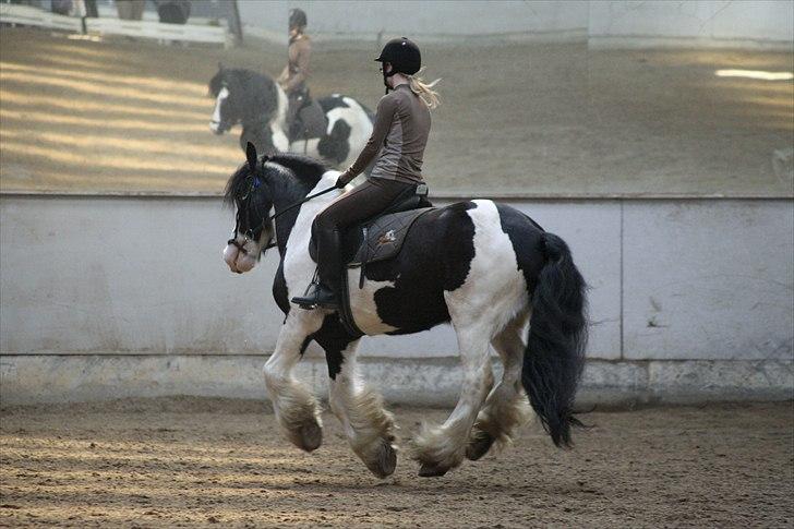 Tinker trold Rideskolehest billede 11