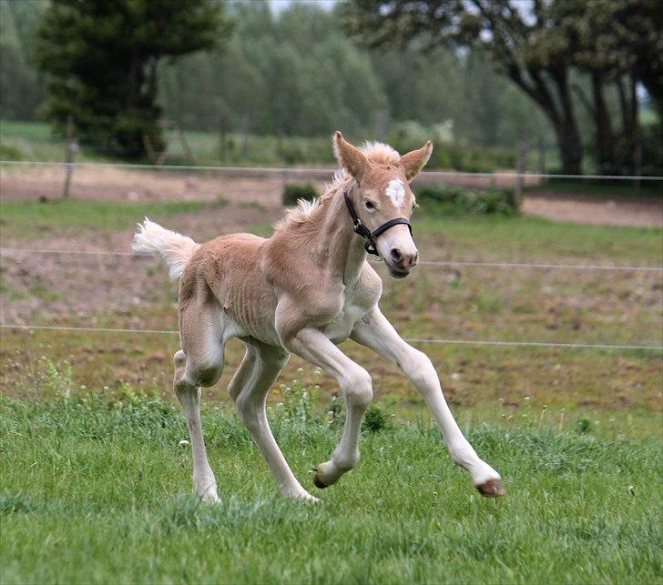 Tyroler Haflinger Himalaya af Hestehaven billede 8