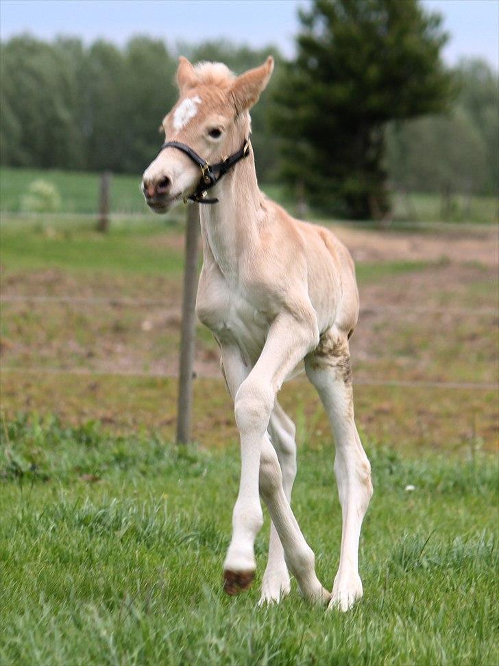 Tyroler Haflinger Himalaya af Hestehaven billede 9