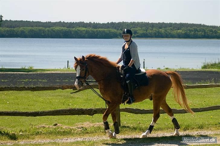 Hollandsk Sportspony Fireball B-Pony - Du kan virkelig altid gøre den værste dag til den bedste<3 billede 16