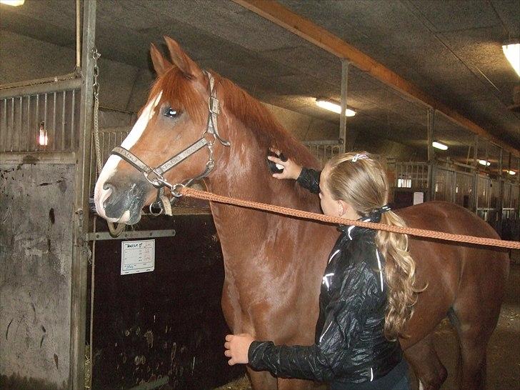 Hollandsk Sportspony Fireball B-Pony - Mit et og alt!!<3 billede 17