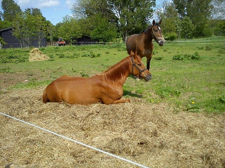 Arabisk fuldblod (OX) Mudafir ox - Sommer Maj 2011 billede 16