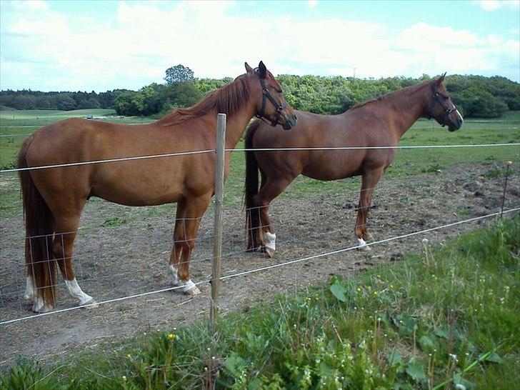 Arabisk fuldblod (OX) Bahia bint abhat ox - Sommer Maj 2011 billede 12