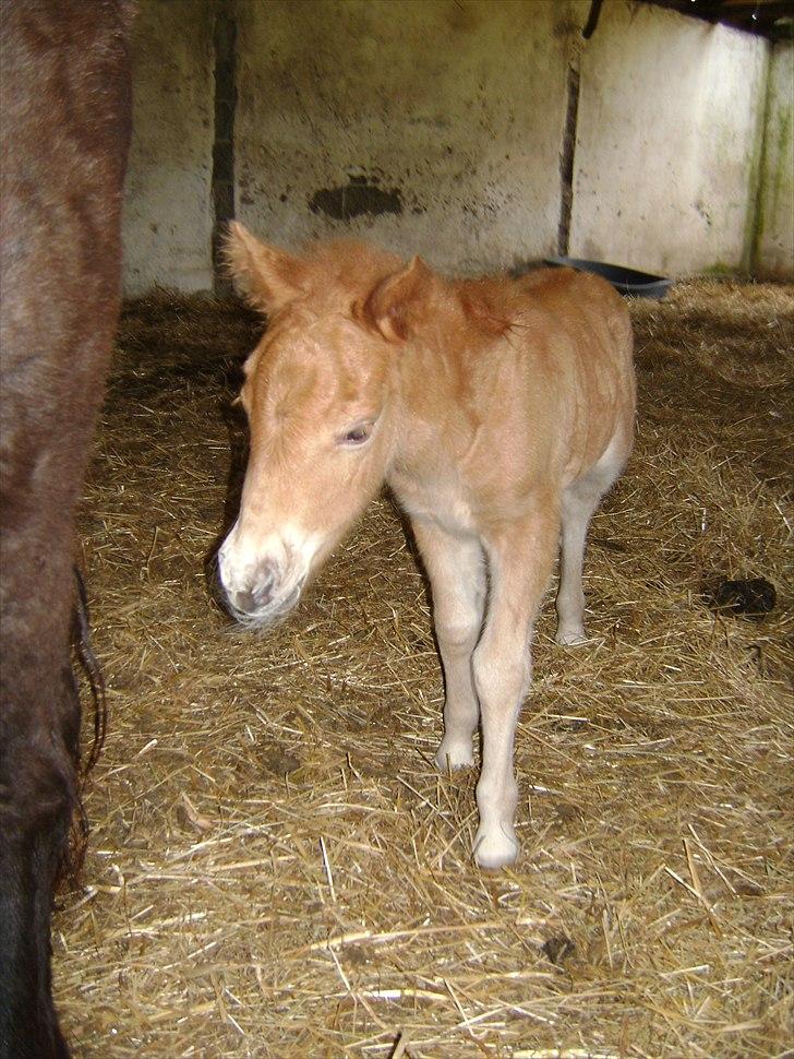 Shetlænder Jasmin - Velkommen til min side..... Jeg hedder Jasmin... billede 1