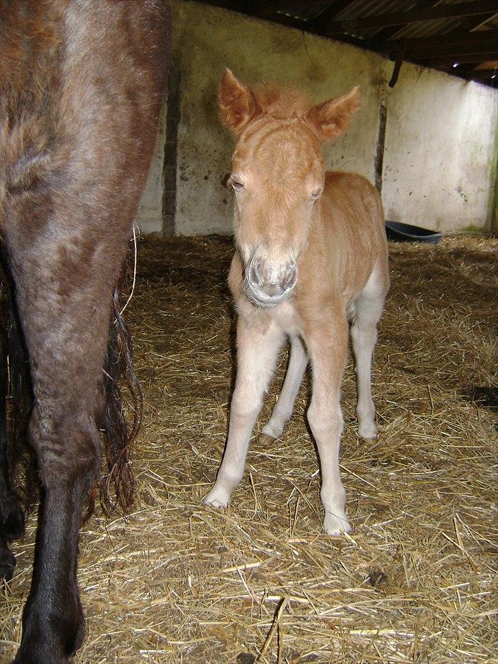 Shetlænder Jasmin billede 2