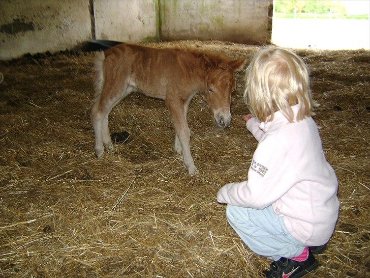 Shetlænder Jasmin billede 3