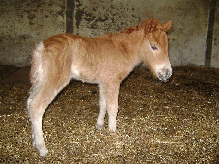 Shetlænder Jasmin billede 4