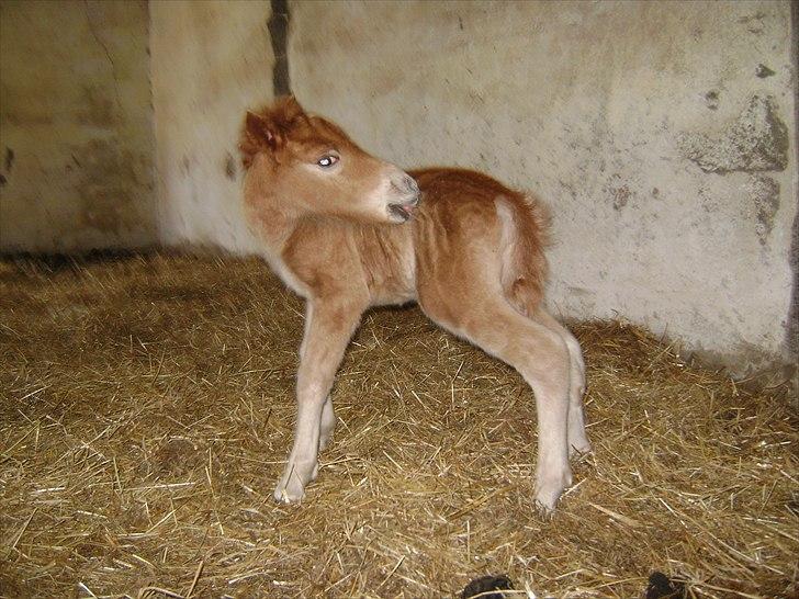 Shetlænder Jasmin billede 5