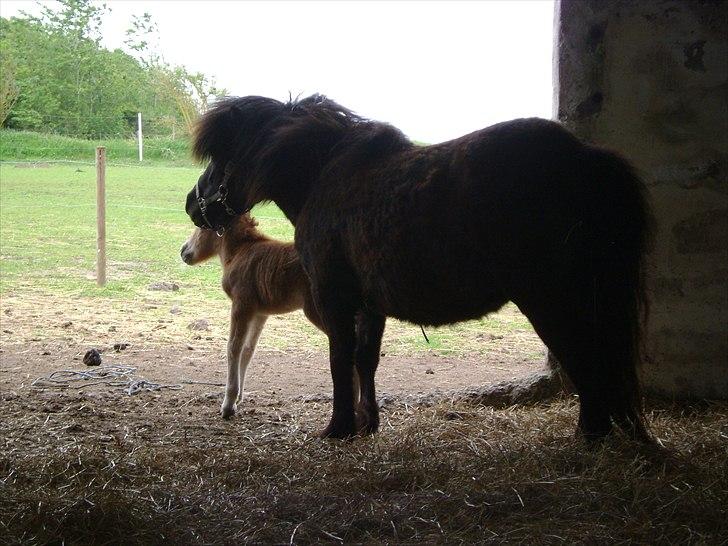 Shetlænder Jasmin - Stolt mor!! billede 6