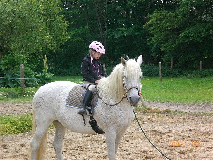 Anden særlig race Ragna billede 19