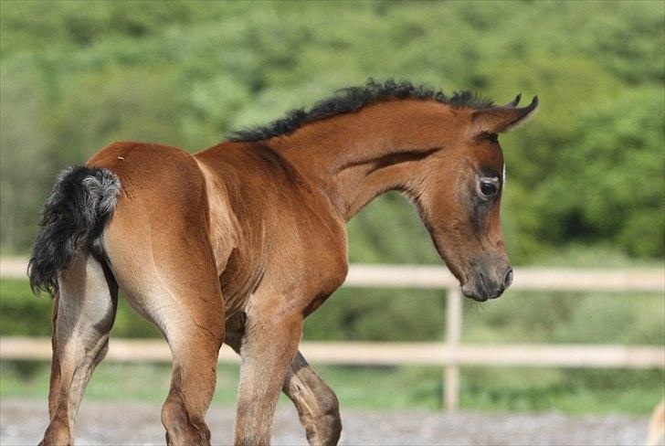 Arabisk fuldblod (OX) Al Safiyyah - Safiyyah. 10 dage gammel. Foto: Mig billede 13