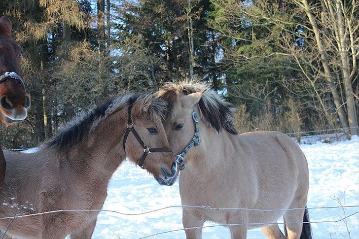 Fjordhest Chila R.I.P - foto taget af: Sofie billede 11