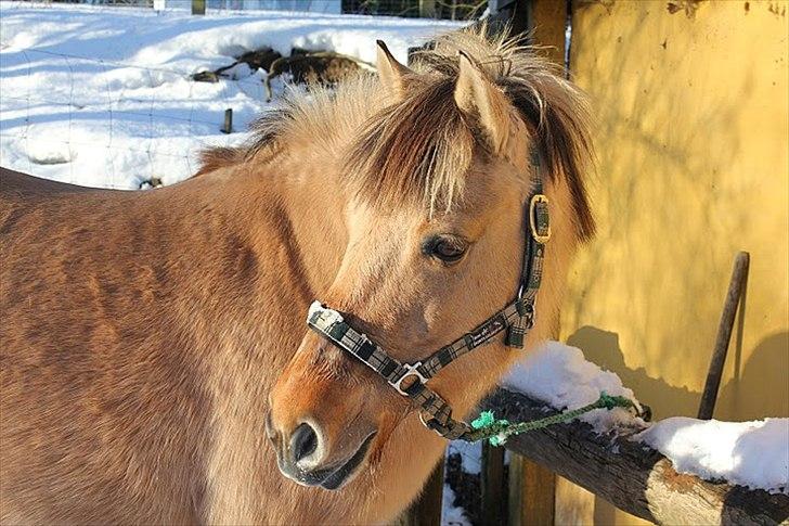 Fjordhest Chila R.I.P - foto taget af: Sofie billede 12