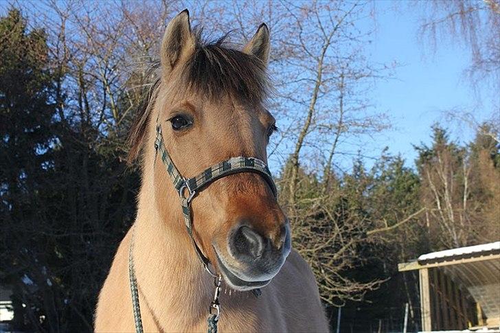 Fjordhest Chila R.I.P - foto taget af: Sofie billede 13