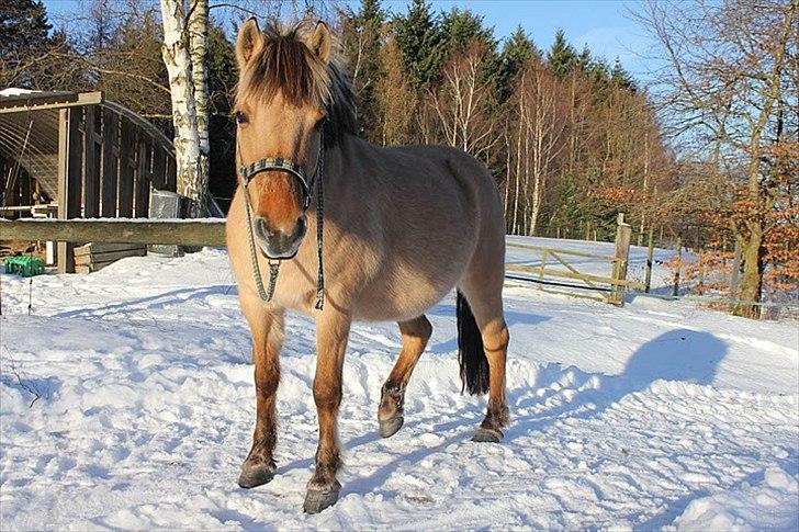 Fjordhest Chila R.I.P - foto taget af: Sofie billede 14