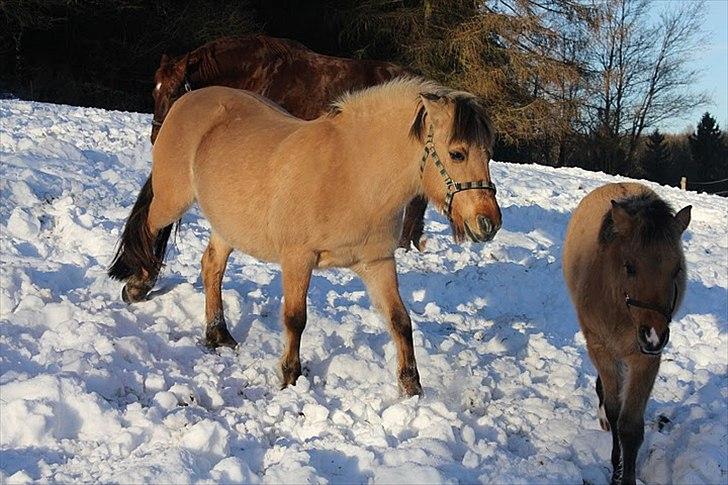 Fjordhest Chila R.I.P - foto taget af: Sofie billede 15