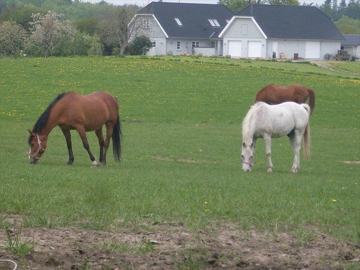 Anden særlig race shik - uhm græs med veninderne dejligt billede 8