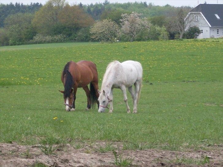Anden særlig race shik - mine to smukke hyper billede 9