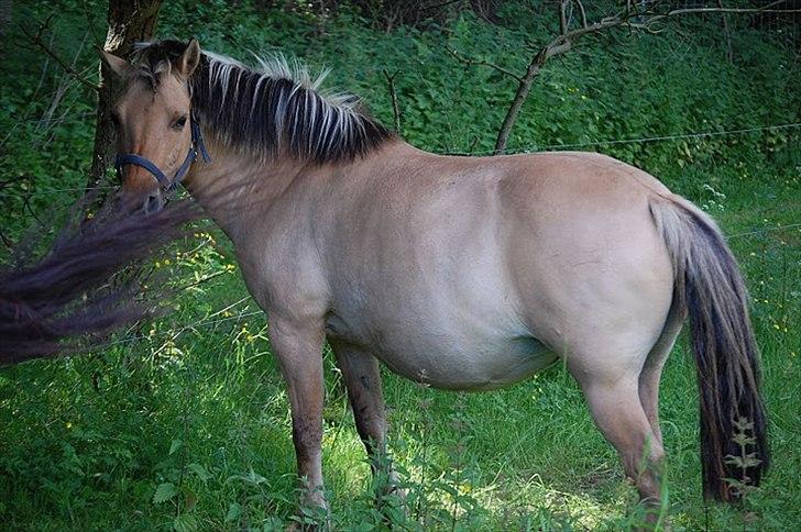 Fjordhest Chila R.I.P - foto taget af: Sofie billede 16