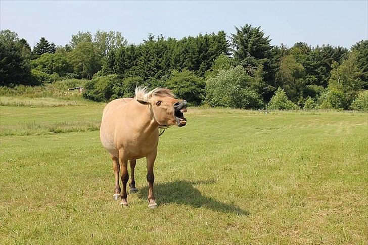 Fjordhest Chila R.I.P - foto taget af: Sofie billede 17