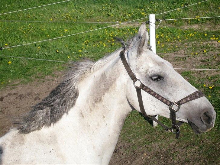 Anden særlig race Marquia - Foto: mig. billede 7