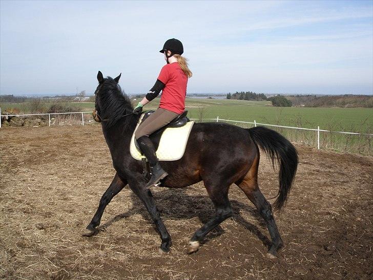 Oldenborg Rosita - #9 billede 9