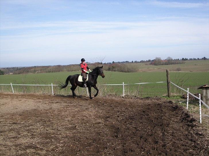 Oldenborg Rosita - #11 billede 11