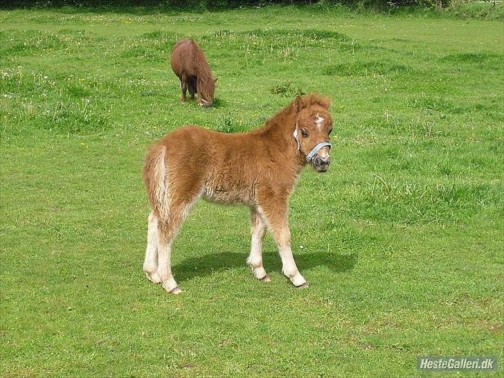 Shetl&#230;nder Chico&lt;3 billede 12