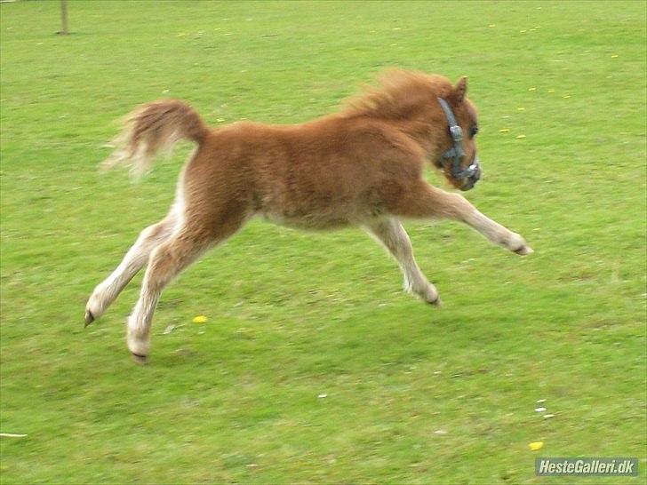 Shetl&#230;nder Chico&lt;3 billede 13