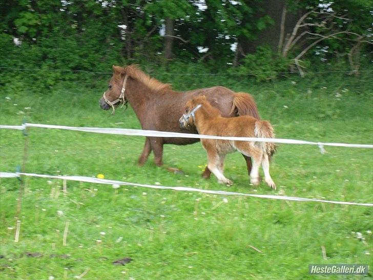 Shetl&#230;nder Chico&lt;3 billede 14