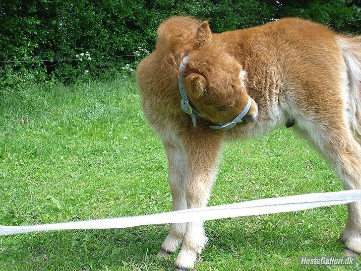 Shetl&#230;nder Chico&lt;3 billede 15