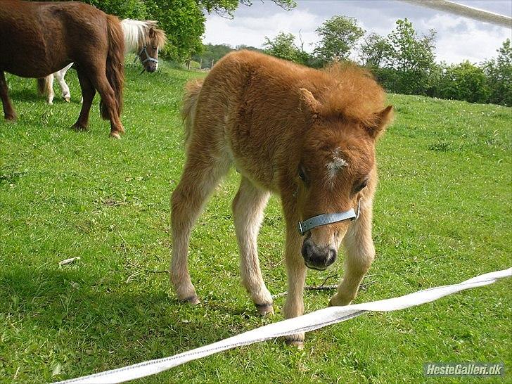 Shetl&#230;nder Chico&lt;3 billede 16